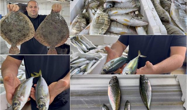 Karadeniz’de Hamsi Bereketi Diğer Balık Türlerini de Canlandırdı