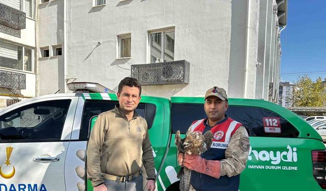 Kilis’te yaralı kızıl şahin koruma altına alındı