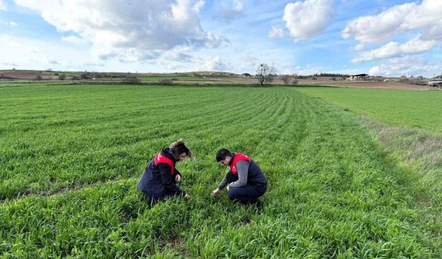 Kırklareli’nde tarlalara ekilen kuraklığa dayanıklı yem bitkilerinin kontrolleri yapıldı