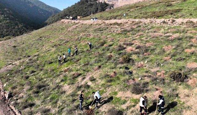 Körfez’e 3 bin 300 Toros sediri dikilecek