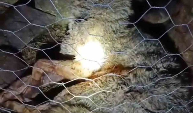 Koyun sürüsüne saldıran kurta çoban köpekleri geçit vermedi