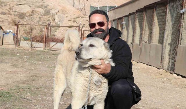 Kurtlar yerleşim yerlerine dadandı, uzmanı "Doğa insanı uyarıyor" dedi