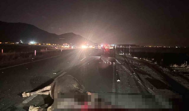 Muş’ta yola çıkan inekler kazaya neden oldu: 1 yaralı