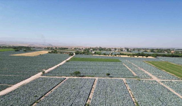 Niğde’de lahana tarlalarında pestisit denetimi yapıldı