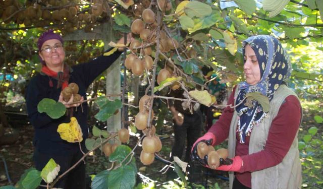 Ordu kivisinde rekolte hedefi 6 bin 200 ton: Ekonomiye katkısı yaklaşık 500 milyon TL
