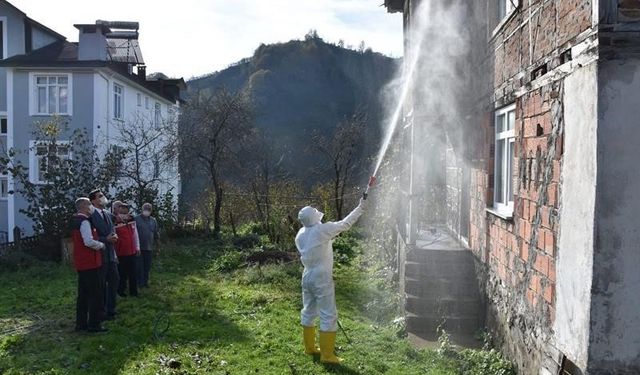 Ordu’da kokarcaya karşı 330 bin kışlak ilaçlanacak
