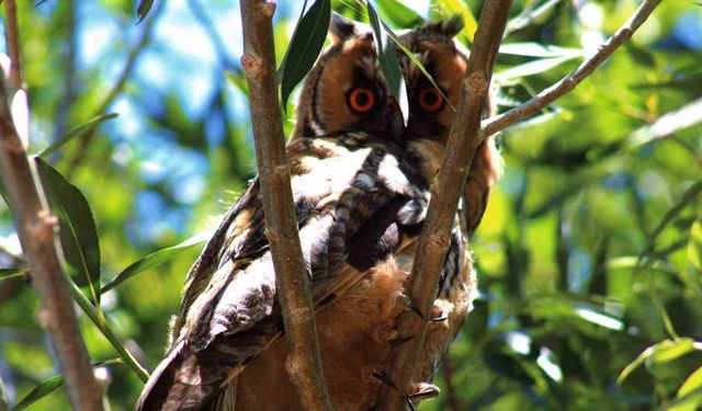 Özalp’te kulaklı orman baykuşu görüntülendi
