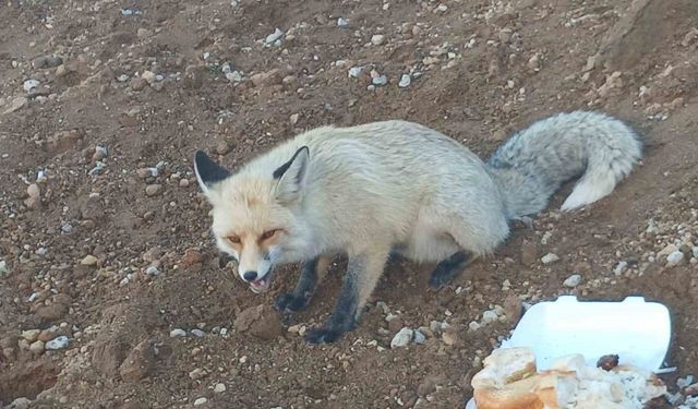 Pomza ocağının maskotu tilki: 3 yıllık sıra dışı dostluk