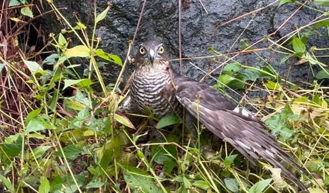 Rize’de atmacalar bıldırcın avında yarıştı