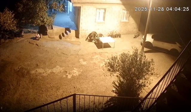 Şanlıurfa’da sırtlanlar tavuk kümesine girdi: Horoz ve tavukları çaldı