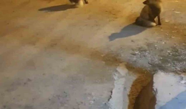 Tilkileri için yaylayı terk edip şehre gidemiyor