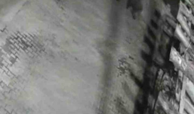 Yerleşim alanına inen ayılar köy sakininden korkup kaçtı