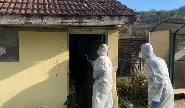 Yığılca’da kahverengi kokarca ile kışlak mücadelesi devam ediyor