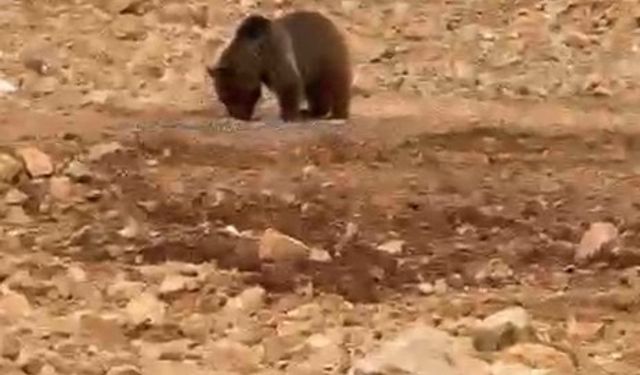 Yol kenarındaki ayıya ’hamsi’ ziyafeti verdiler