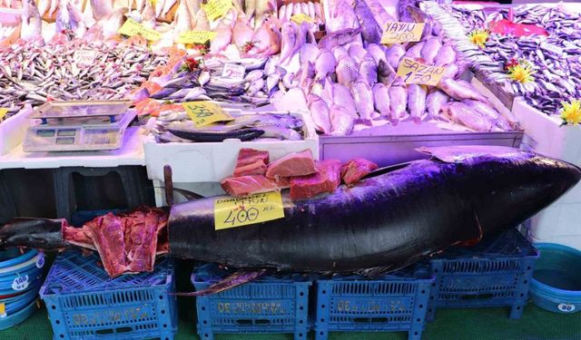 280 kiloluk orkinos vatandaşları hayrete düşürüyor