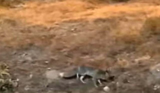 Aç kalan tilki şehir merkezine indi