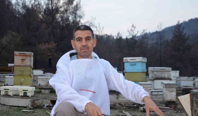 Ana arı üretiminde büyük başarı: Bir arı kovanıyla hobi olarak başladı, şimdi Türkiye’nin her yerine koloni gönderiyor