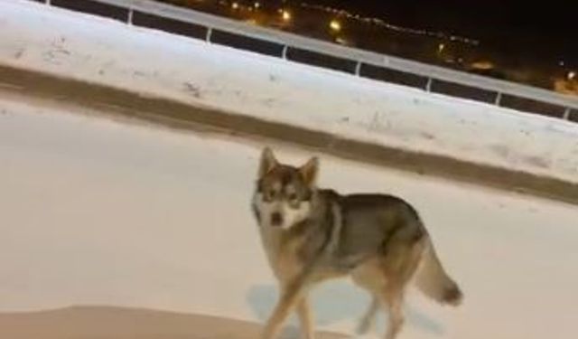 Ardahan'da şehre inen kurt görüntülendi