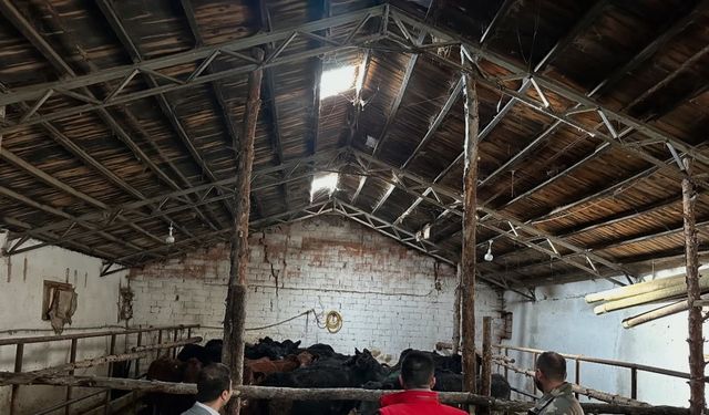 Aydıntepe’de hayvancılığa destek projesinde ilk hayvan teslimi yapıldı