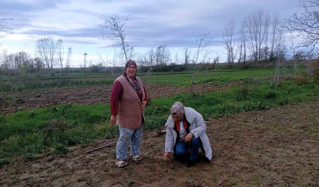 Babaeski’de sera ve sarımsak üretim alanlarında üretim şartları kontrol edildi