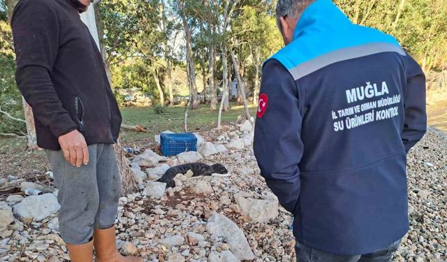 Balıkçıların kurtardığı yavru Akdeniz Foku yetkililere teslim edildi