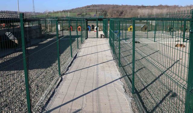 BARÜ'de kampüsteki hayvanlar için yaşam merkezi oluşturuldu