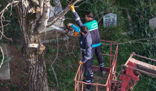 Başiskele’de budanan ağaç dalları ihtiyaç sahiplerine yakacak oluyor