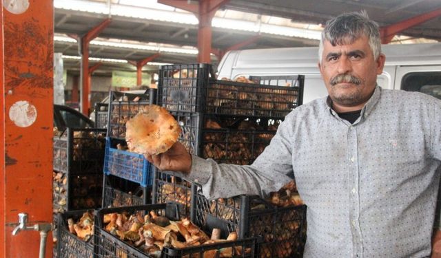 Bayramiç’te kanlıca mantarı köylünün gelir kapısı oldu