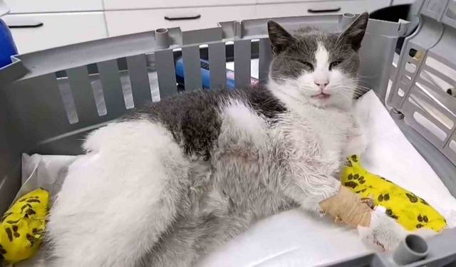 Bolu’da otomobilin çarptığı kedi, tedavi için İstanbul’a sevk edildi