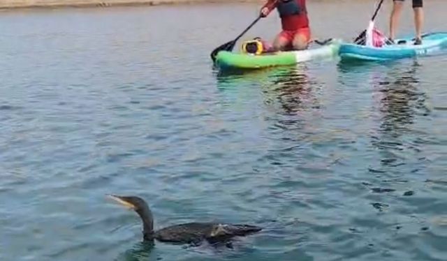 Botan Vadisi’nde yaralı bulunan karabatağı kurtarma çabası yetersiz kaldı