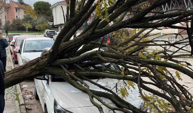Bursa’da devrilen ağaç korku dolu anlar yaşattı