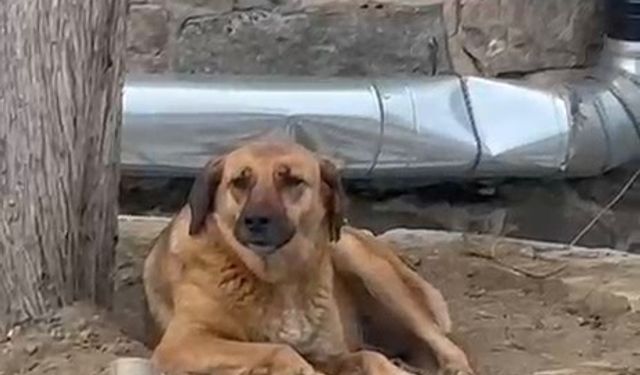Bursa’da ezana uluyan sokak köpeği dikkat çekti
