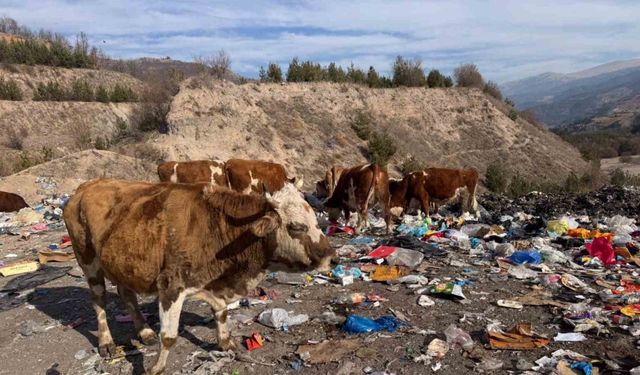 Büyükbaş hayvanlar çöplükte besleniyor