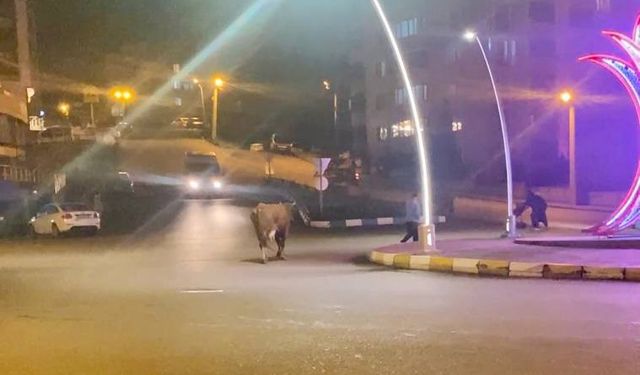 Caddede ilerleyen büyükbaş hayvanlar kamerada