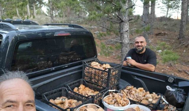 Çameli’de cintar bereketi