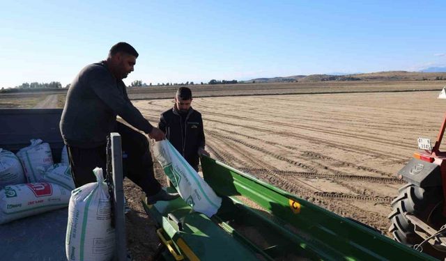 Çukurova’da buğday ekimi başladı