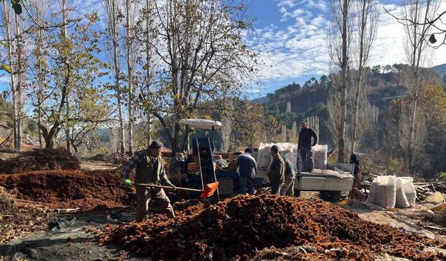 Dikenlerinden kurtulan kestanelerin sofralara yolculuğu başladı