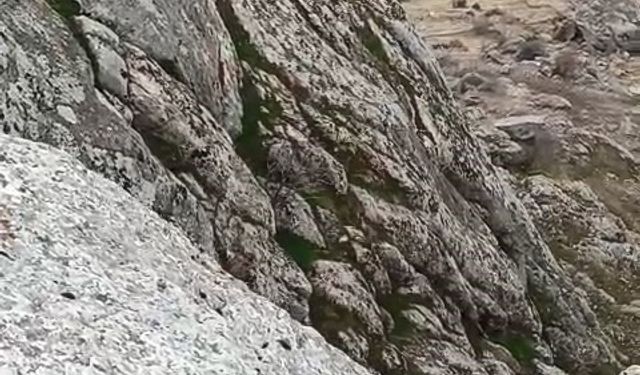 Elazığ’da dağ keçileri sürü halinde görüldü