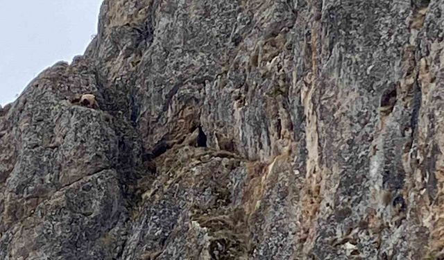 Erzincan’da mahsur kalan keçiler için JAK ve AFAD seferber oldu