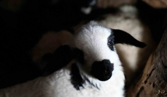 Erzincan’da yılın son kuzuları üreticilerin yüzünü güldürdü