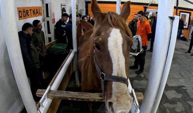 Eskişehir’de ’Kısraklarda Suni Tohumlama Eğitimi’ başarıyla tamamlandı