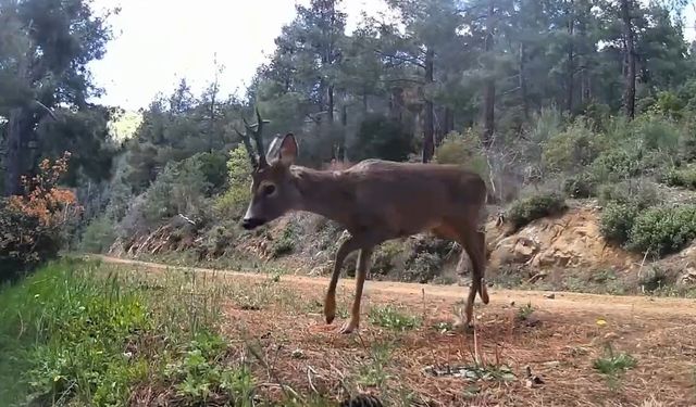 Ganos Dağları’nda fotokapan iki karacayı görüntüledi