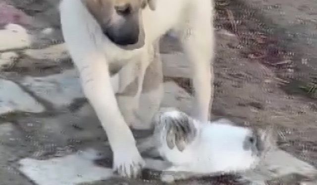 Gercüş’te yavru kedi ile yavru köpeğin sevimli kavgası kamerada