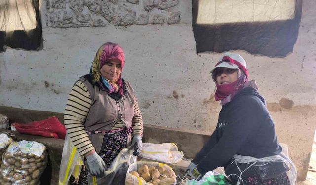 Hasadı biten patateste depolama süreci başladı