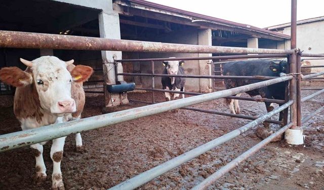 Hisarcık ilçesinde şap karantinası yeniden başladı