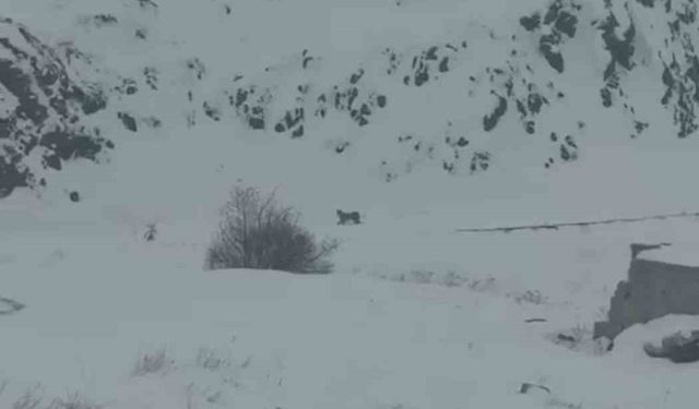 Iğdır'da aç kalan 3 vaşak köye indi