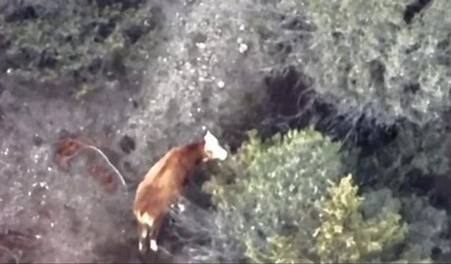 İneği kaybolan çiftçinin imdadına AFAD ve jandarma yetişti