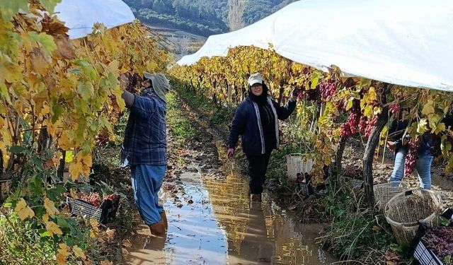 İşçiler yağmur ve çamuru aldırış etmeden üretime devam ediyor