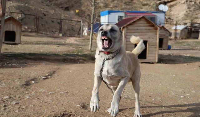 Kangallar kış modunu açtı, kar yağışını beklemeye başladı