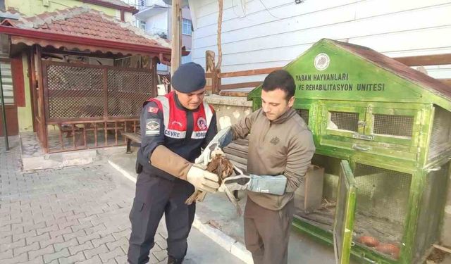 Karaman'da yaralı bulunan kızıl şahin koruma altına alındı
